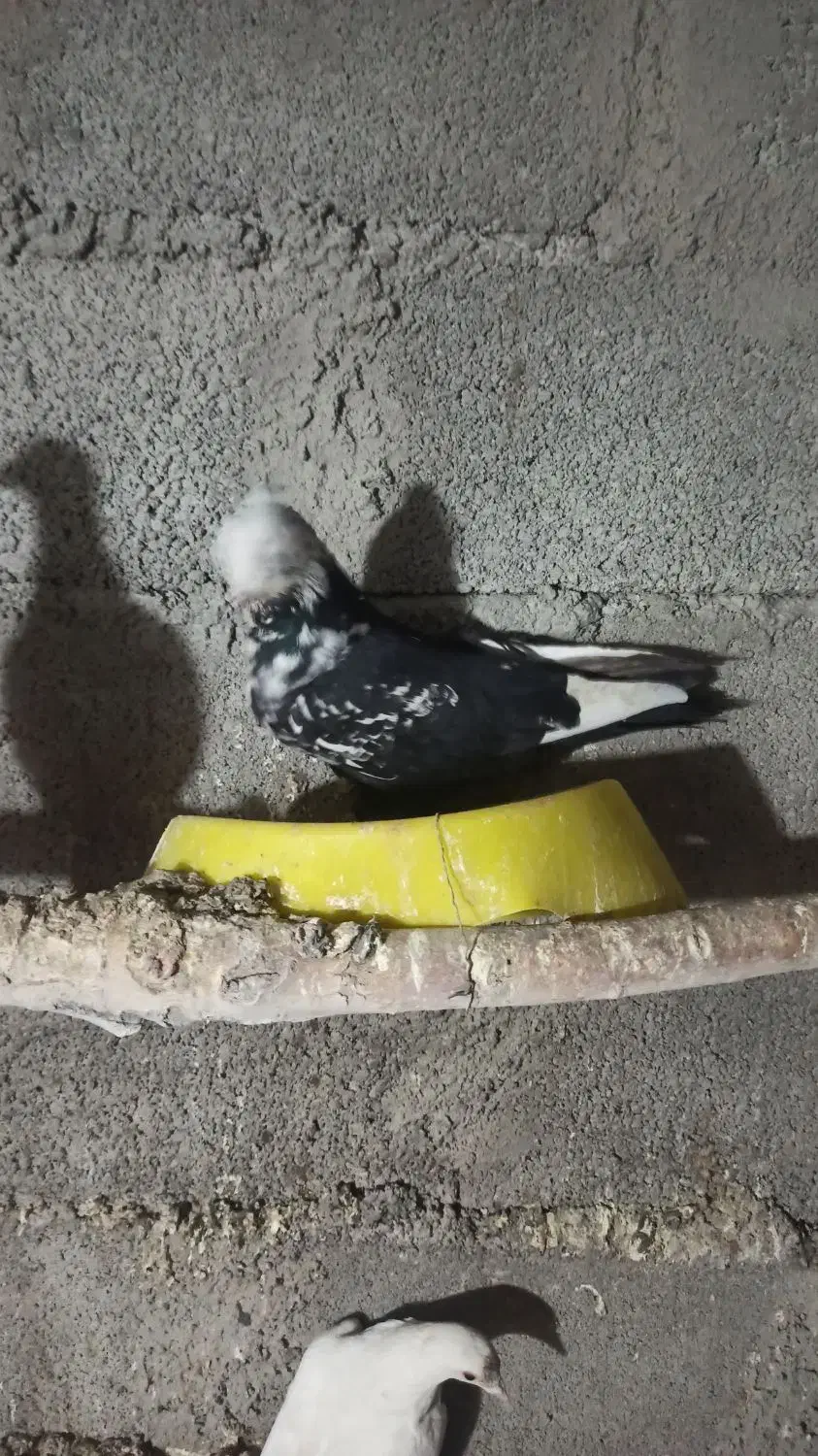 کبوتر|پرنده|دورود, |دیوار