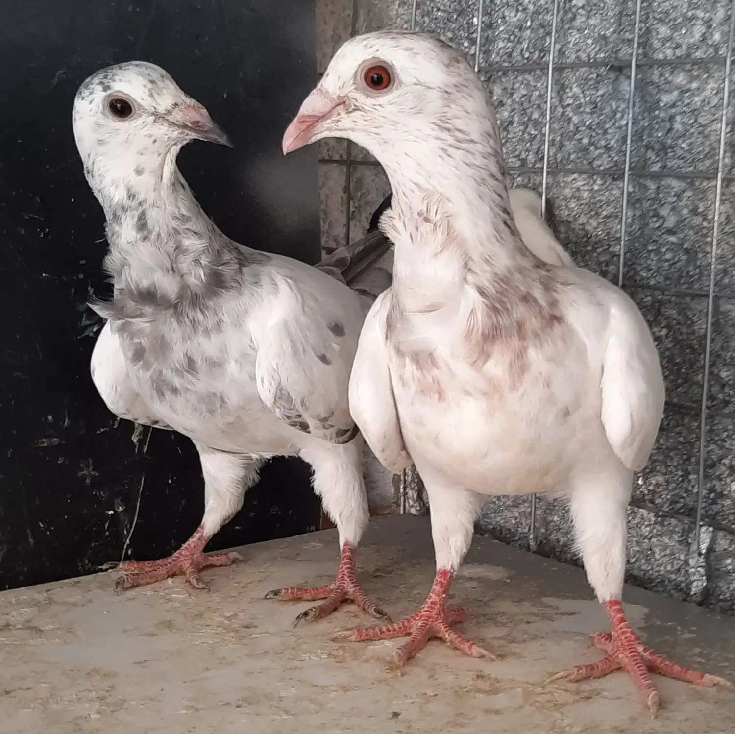 کبوتر آس پر فری وپلنگ سیاه|پرنده|گنبد کاووس, |دیوار