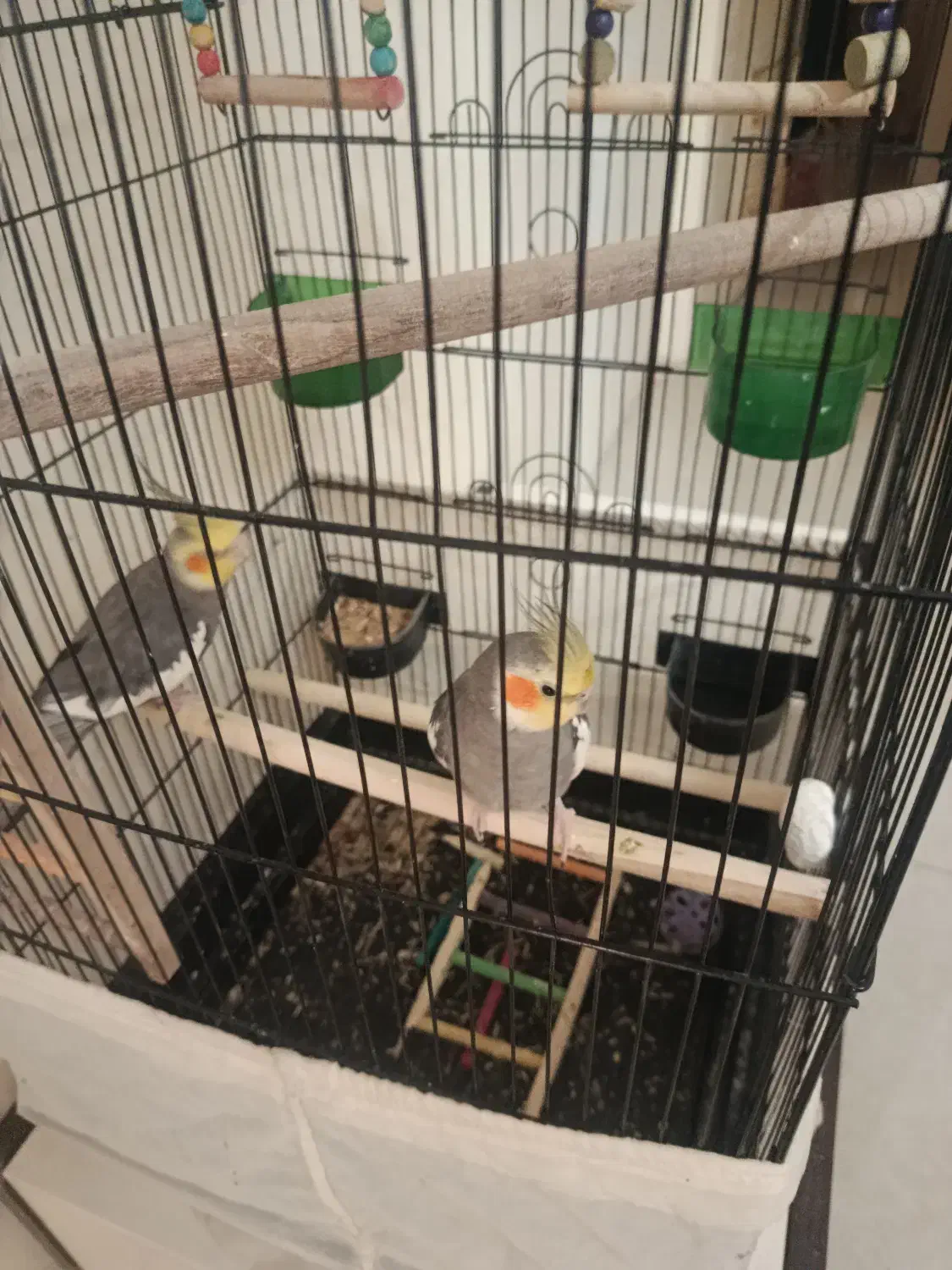 عروس هلندی|پرنده|تهران, صادقیه|دیوار