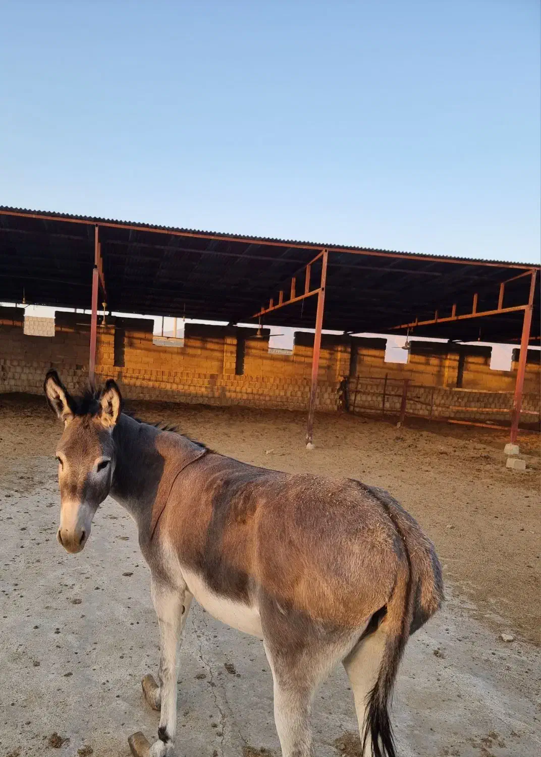 خر ماده|حیوانات مزرعه|جهرم, |دیوار