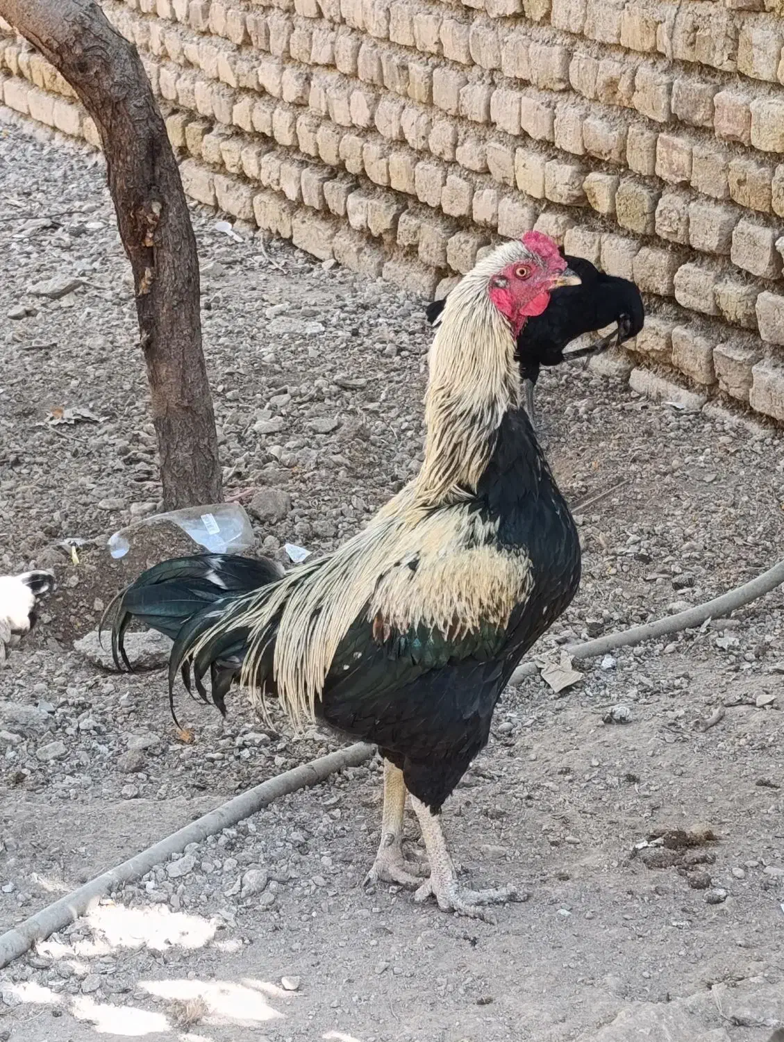 خروس|پرنده|رامند, |دیوار