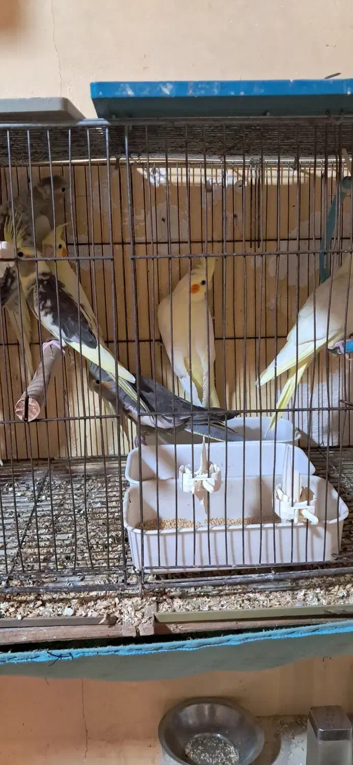 جوجه عروس هلندی سه ماهه|پرنده|رشت, نخودچر|دیوار