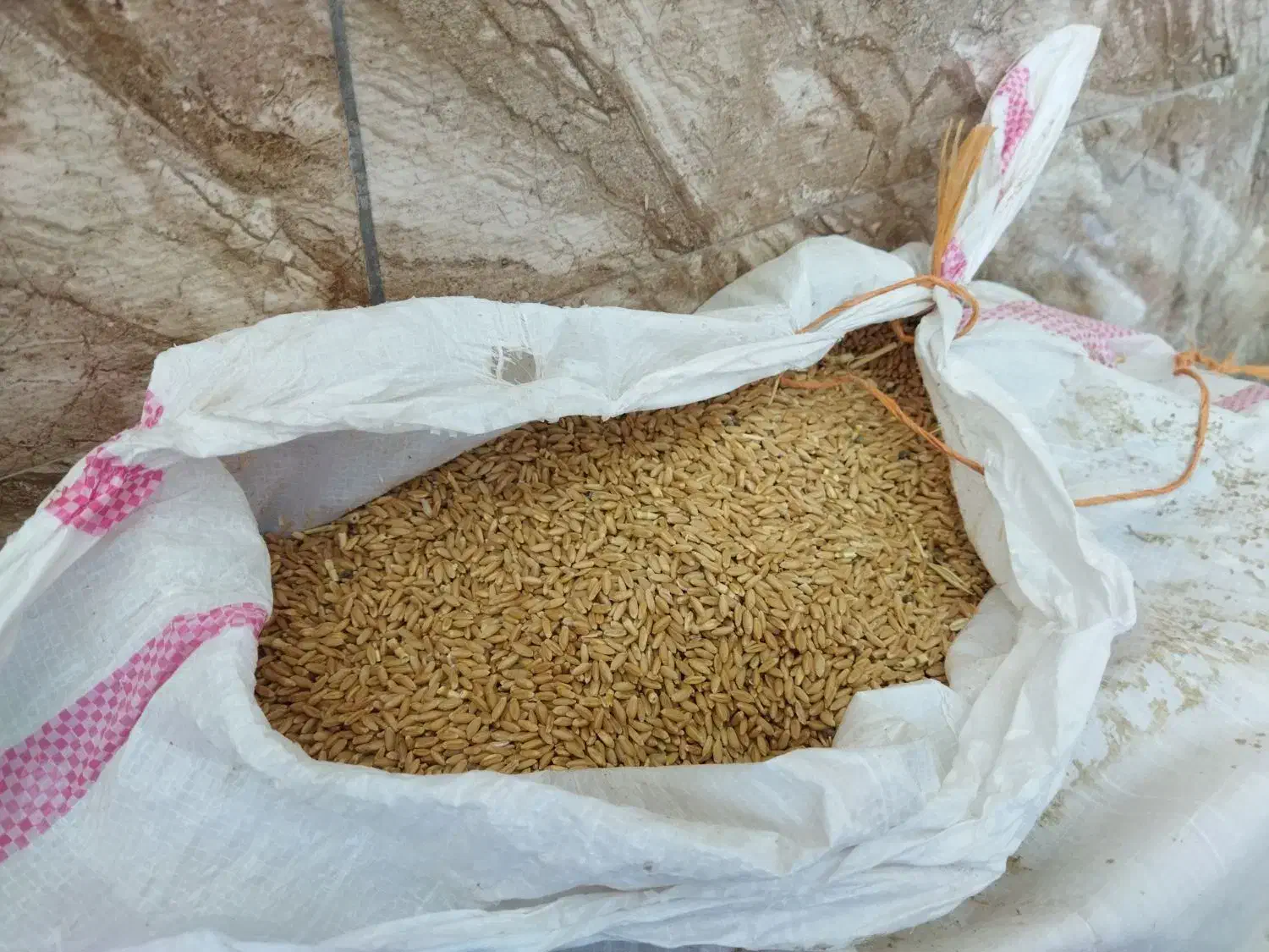 گندم|لوازم جانبی حیوانات|هلیلان, |دیوار