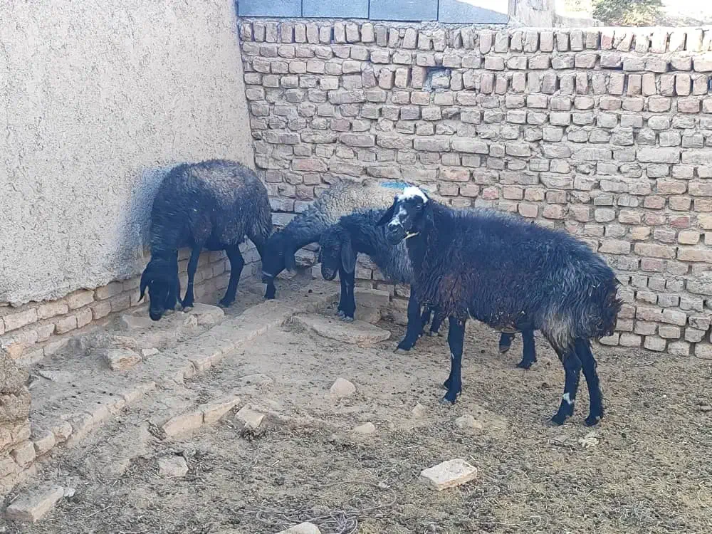 فروش ۴عدد|حیوانات مزرعه|جوادآباد, |دیوار