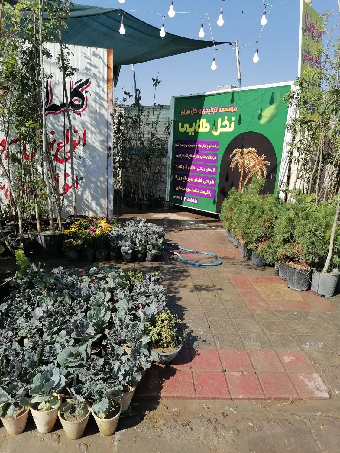 موسسه تولید به مصرف(گل)|خدمات باغبانی و درختکاری|رفسنجان, |دیوار