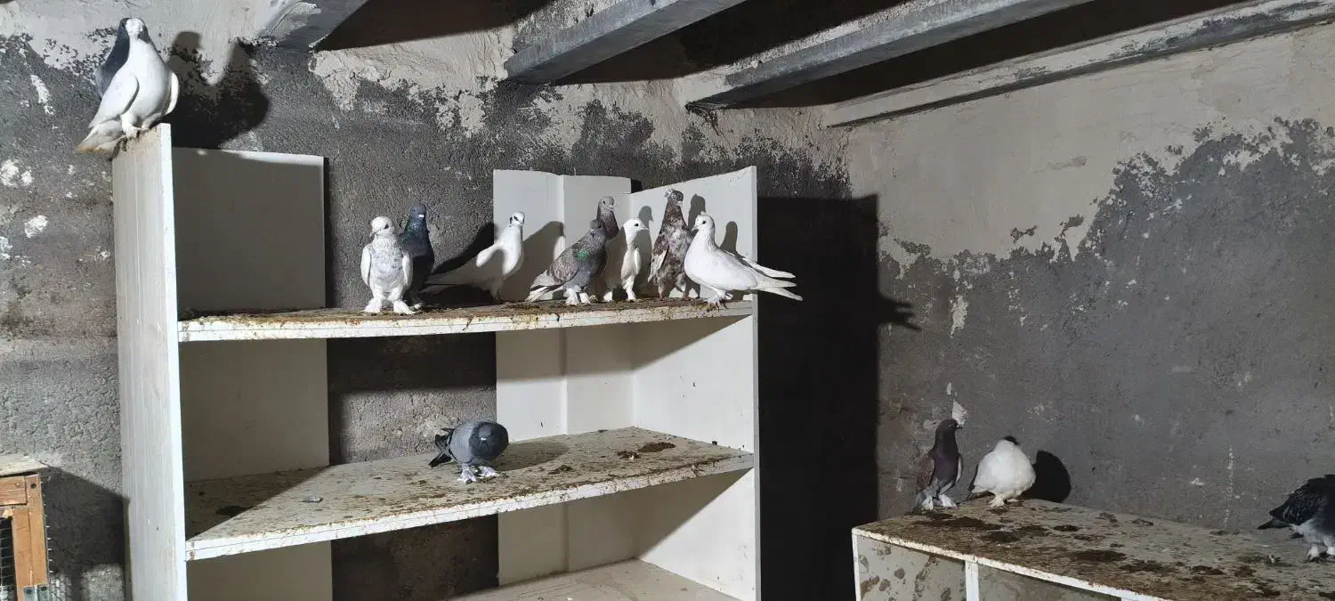 کبوتر ترکیه|پرنده|بستان آباد, |دیوار