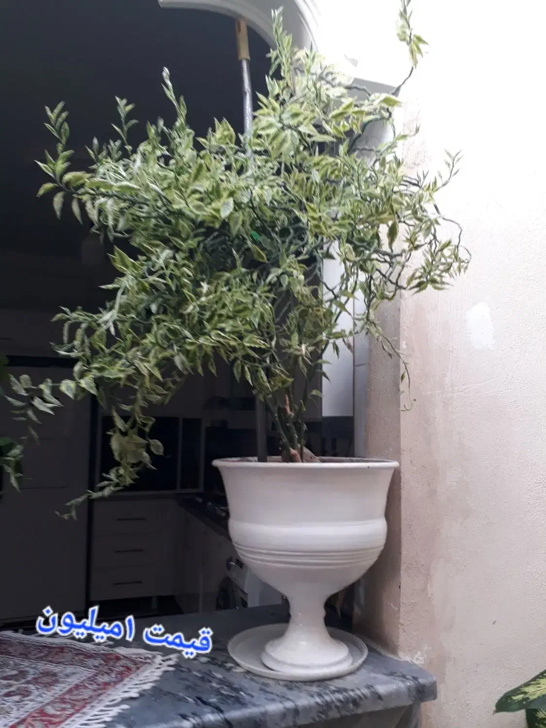 گل طبیعی|گل و گیاه طبیعی|هرسین, |دیوار