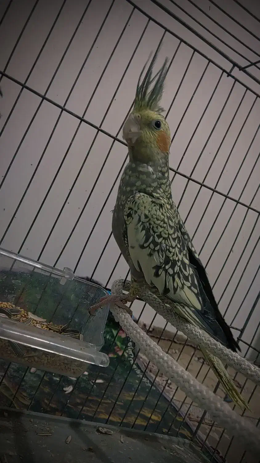 عروس هلندی|پرنده|بم, |دیوار