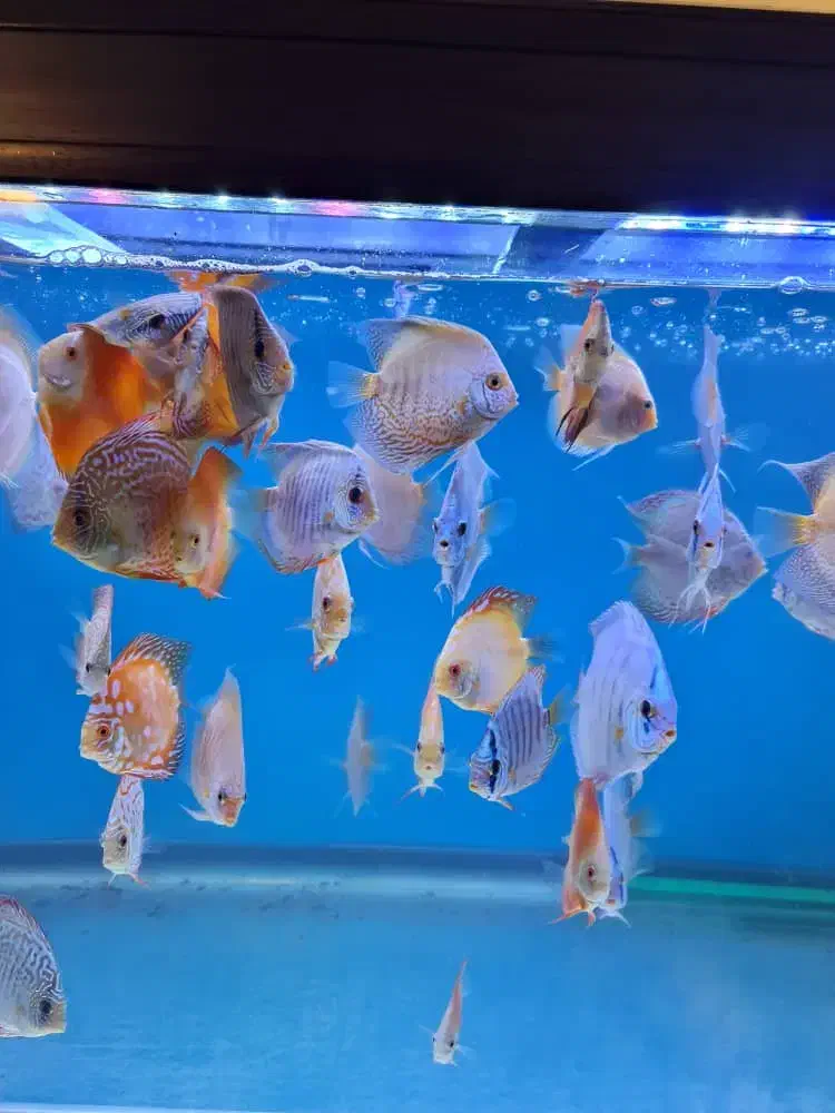 دیسکس زیبا و غذاخور|ماهی|تهران, زاهد گیلانی|دیوار