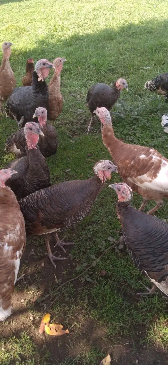 فروش بقلمون|حیوانات مزرعه|رشت, گیل|دیوار