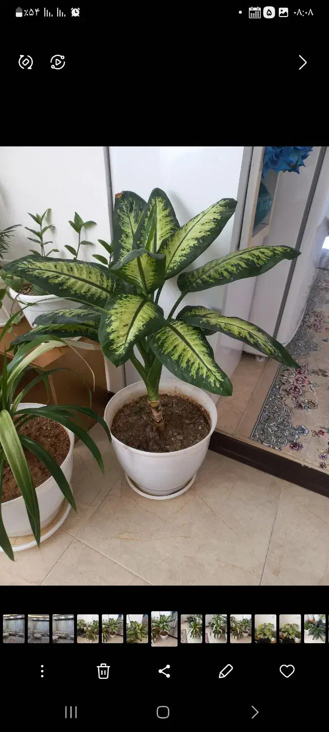 کفش  نیه گل|کیف، کفش، کمربند|سنندج, |دیوار