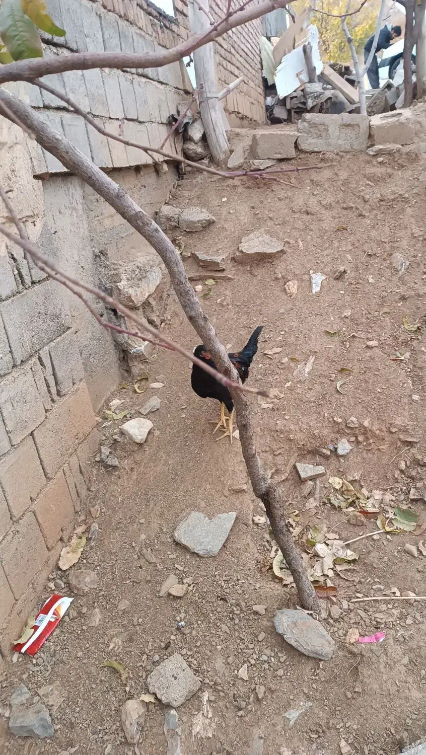 جوجه لاری و محلی و کوردی|حیوانات مزرعه|بانه, |دیوار