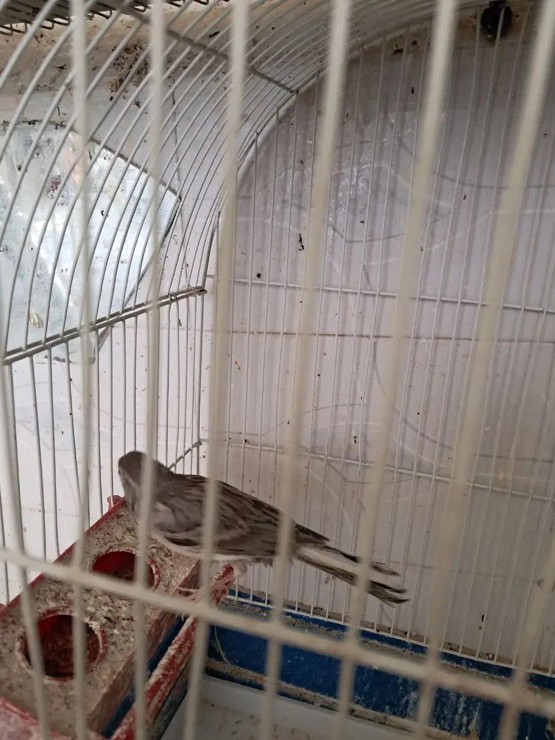 قناری نر طوسی اماده|پرنده|تبریز, |دیوار