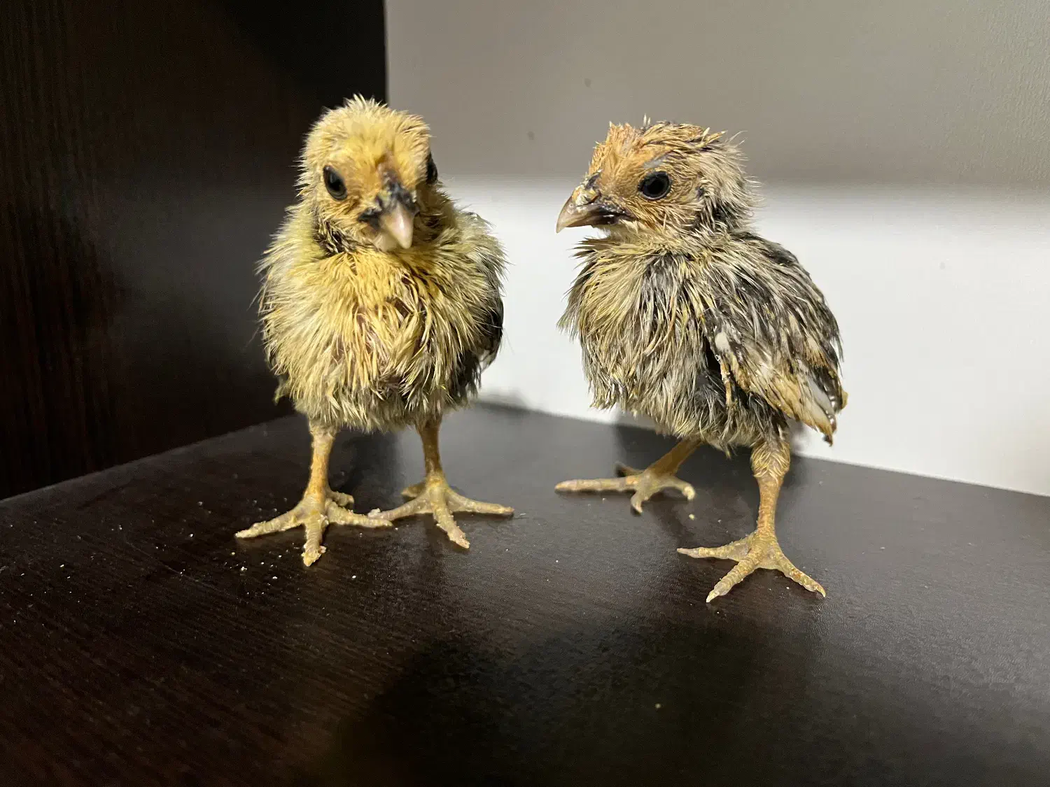 جوجه ۷ روزه سبرایت سیلور|حیوانات مزرعه|رشت, حسین آباد|دیوار