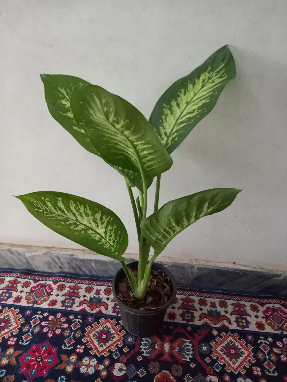 کاج مطبق دوشاخه بزرگ|گل و گیاه طبیعی|بروجرد, |دیوار