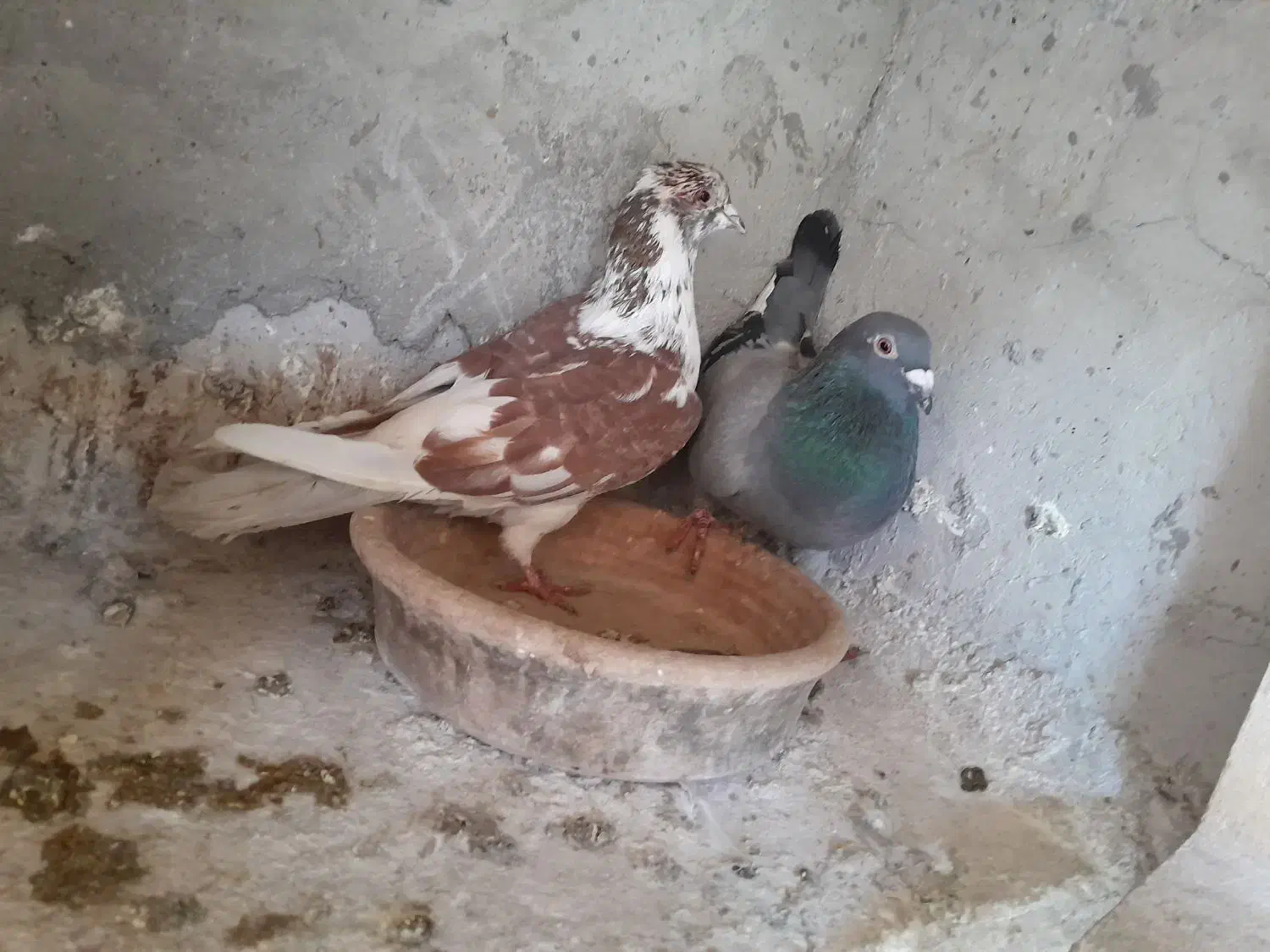 کبوتر پلاکی ونره دورگ|پرنده|فومن, |دیوار