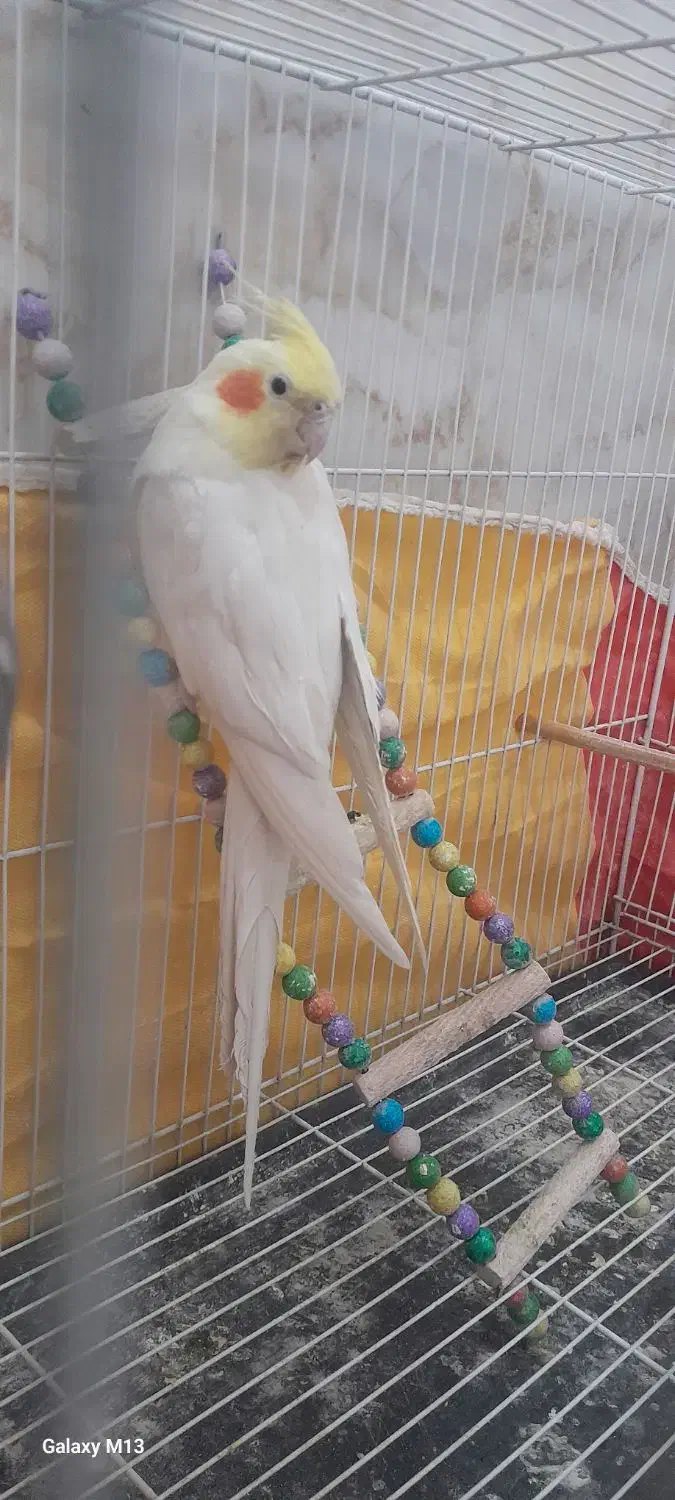 عروس هلندی|پرنده|تربتحیدریه, سیلوی گندم|دیوار