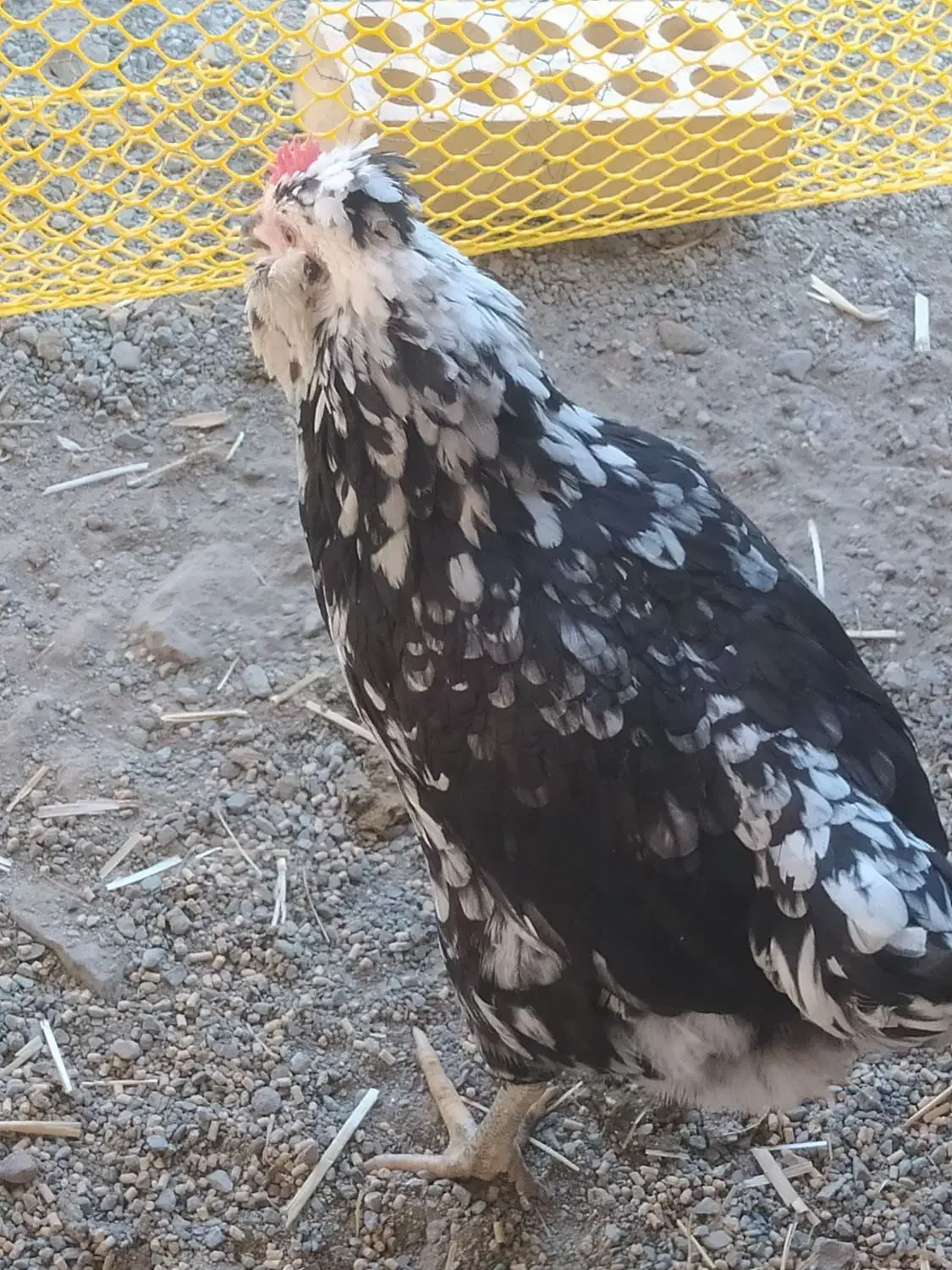 مرغ گلین با نیمچه گلین فروشی خروس هست مرغ گیر|حیوانات مزرعه|کهنوج, |دیوار