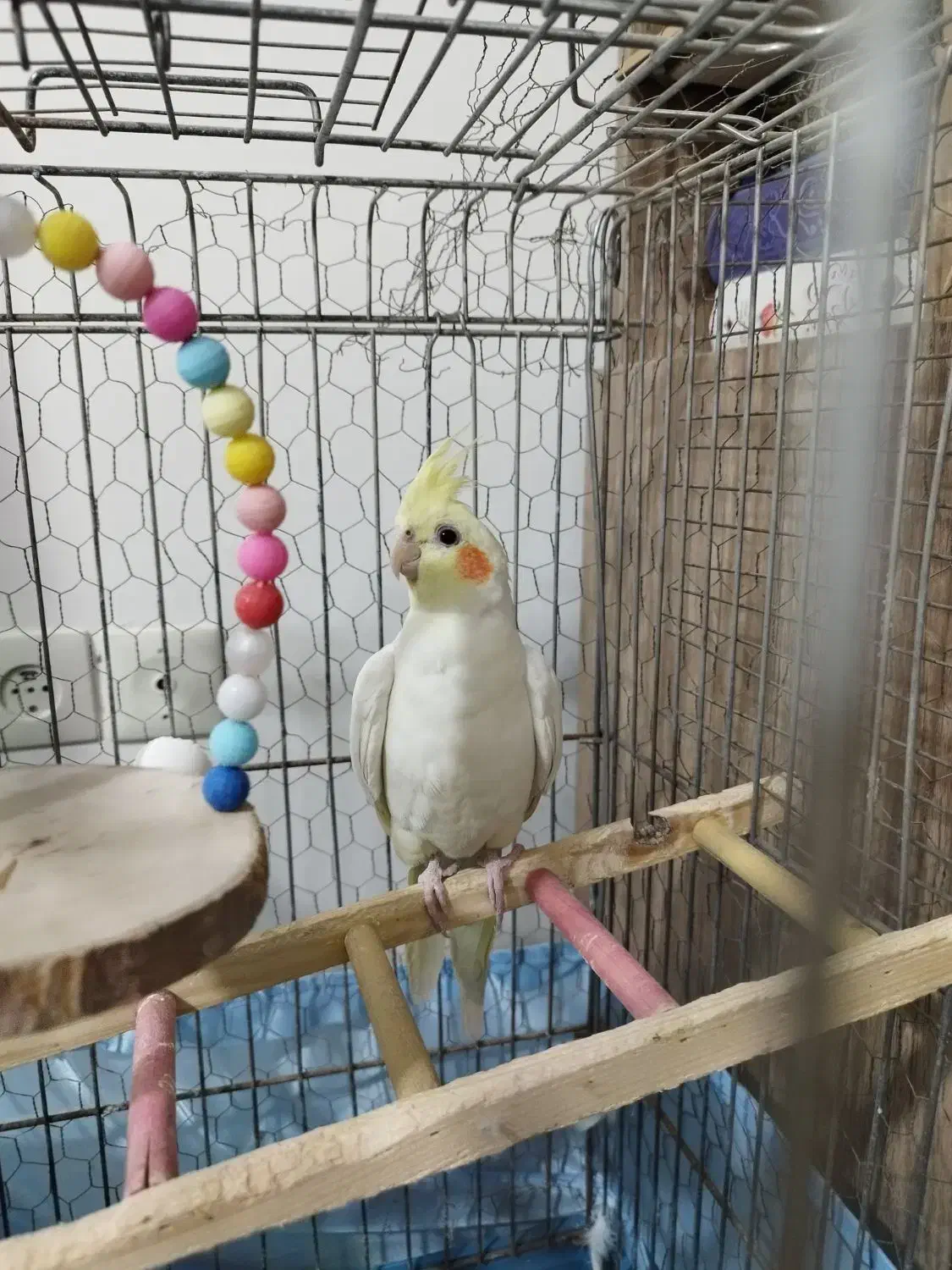 عروس هلندی نر با قفس و متعلقات|پرنده|قم, شهرک مهدیه|دیوار