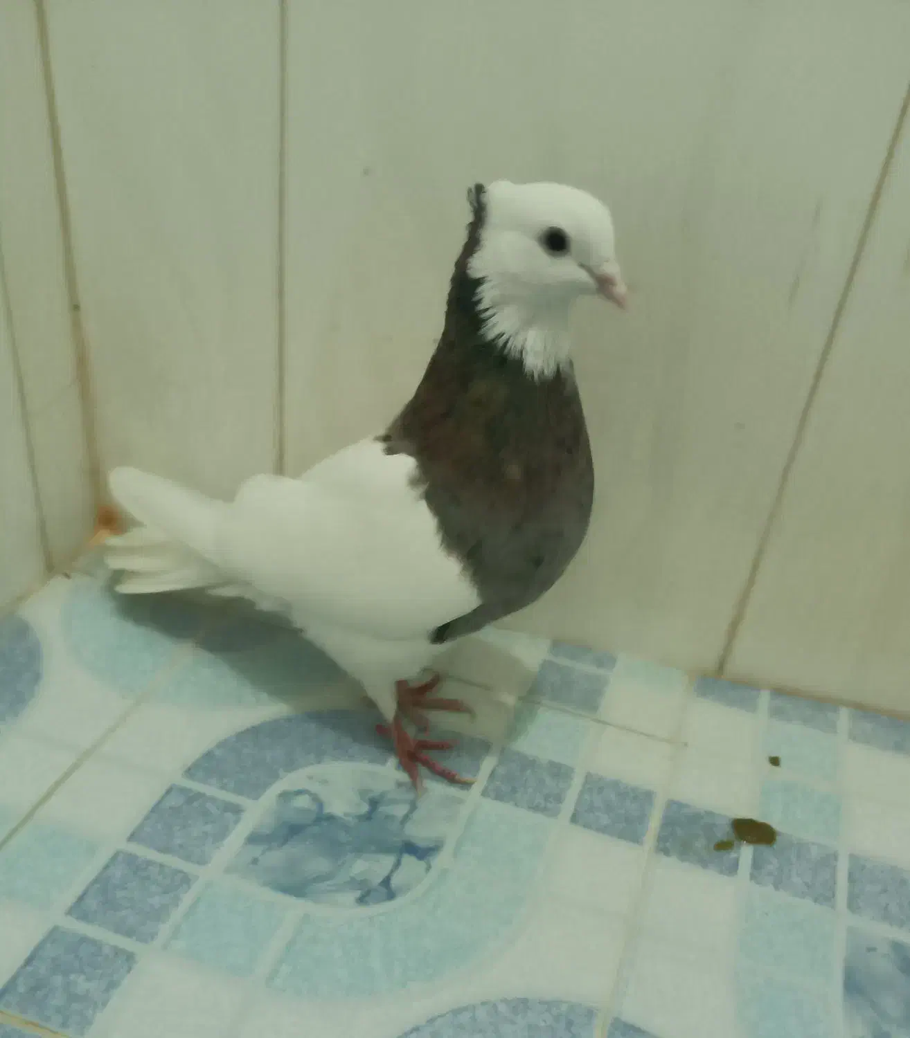 3عدد کبوتر طوقی درجه یک نثل عالی|پرنده|گله دار, |دیوار