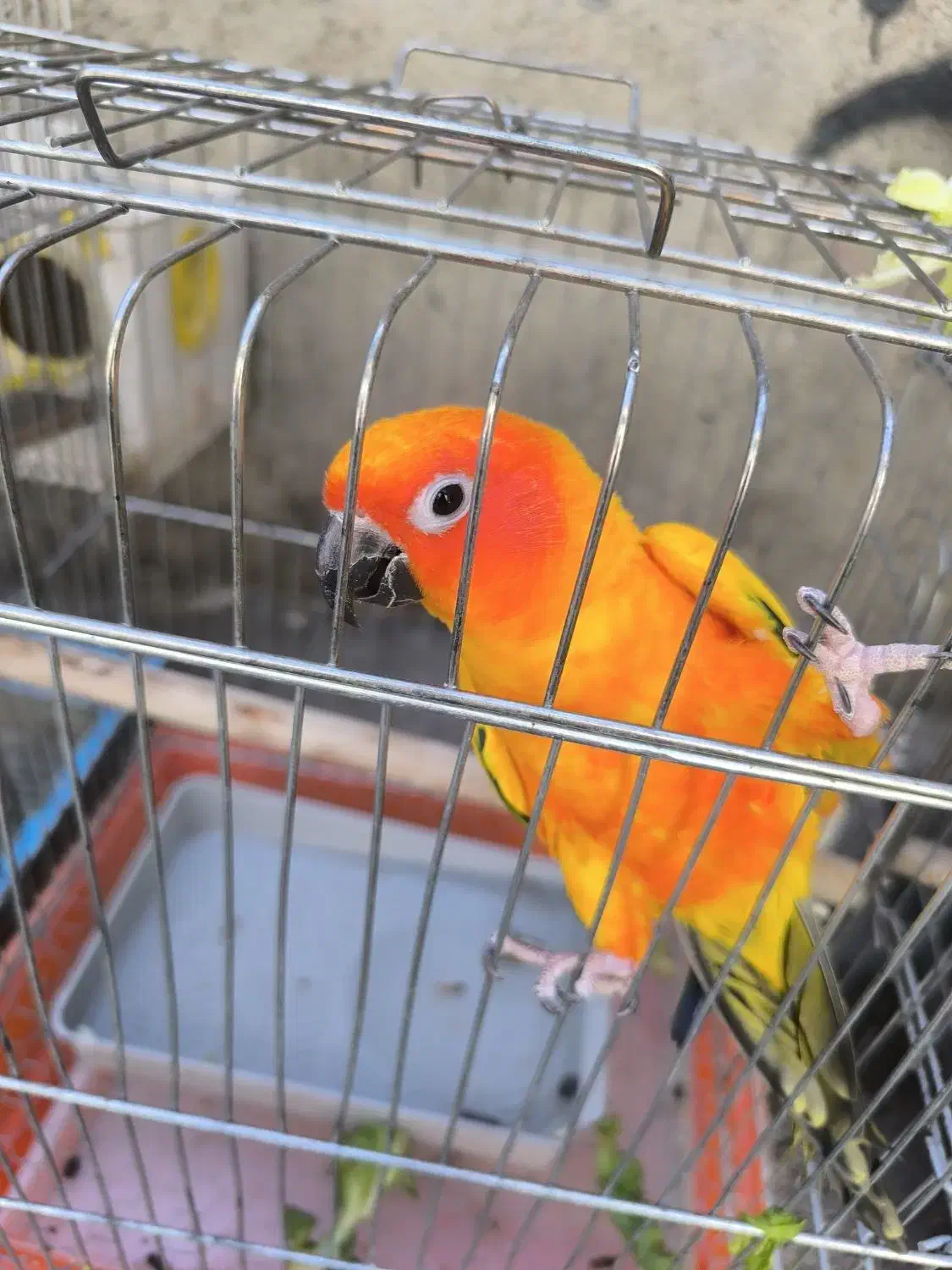 12جفت طوطی گرینجک ردفاکتوری|پرنده|بوکان, |دیوار