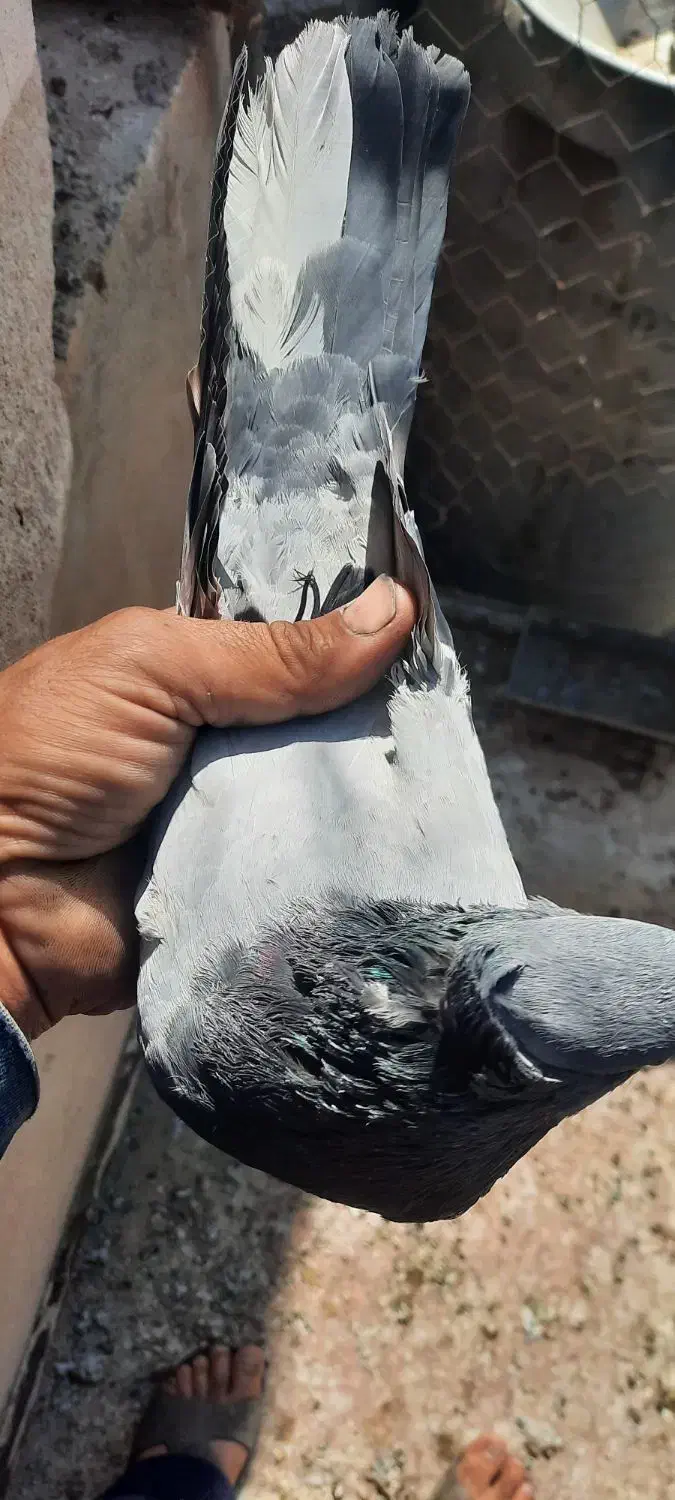 نرتودمسفید باماده دمسفید|پرنده|اردکان, |دیوار