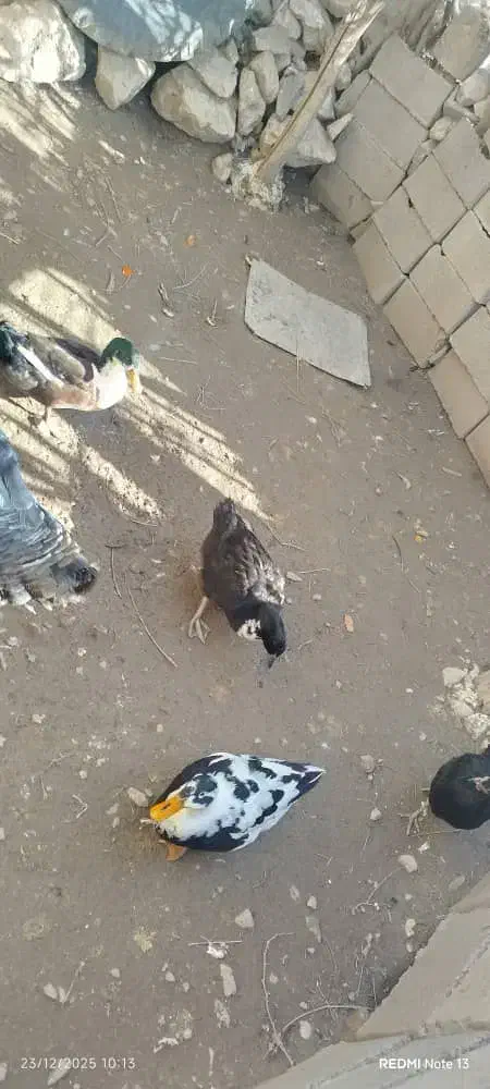 اردک|حیوانات مزرعه|چرام, |دیوار