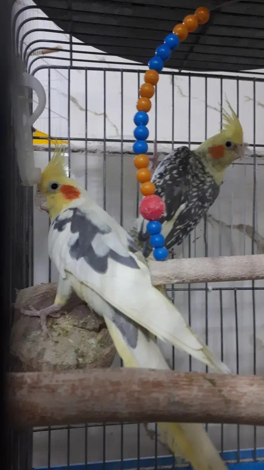 جفت عروس هلندی گرینچیک کوتوله قناری مولدهمه رنگ|پرنده|برخوار, |دیوار