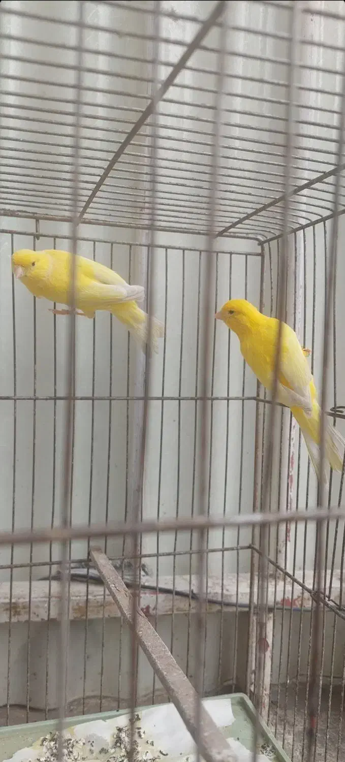 قناری|پرنده|تهران, هفت حوض|دیوار