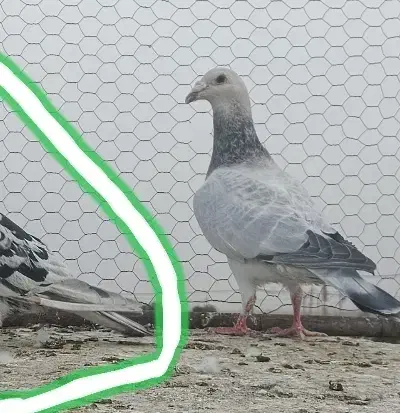 کاغذی زاغ|پرنده|تربت‌حیدریه, مظفریه|دیوار