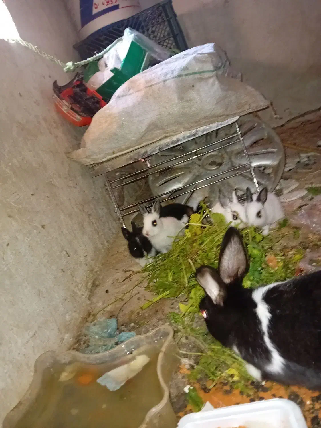 خرگوش|موش و خرگوش|میانه, |دیوار