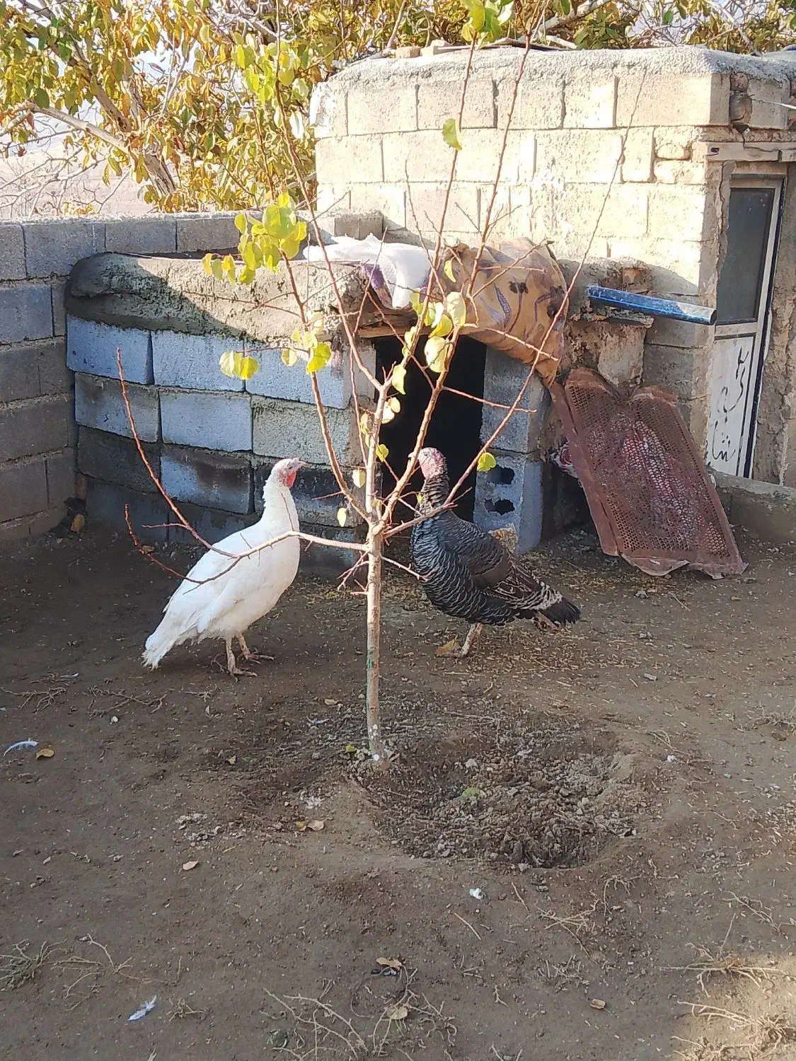 بوقلمو|حیوانات مزرعه|انزل, |دیوار