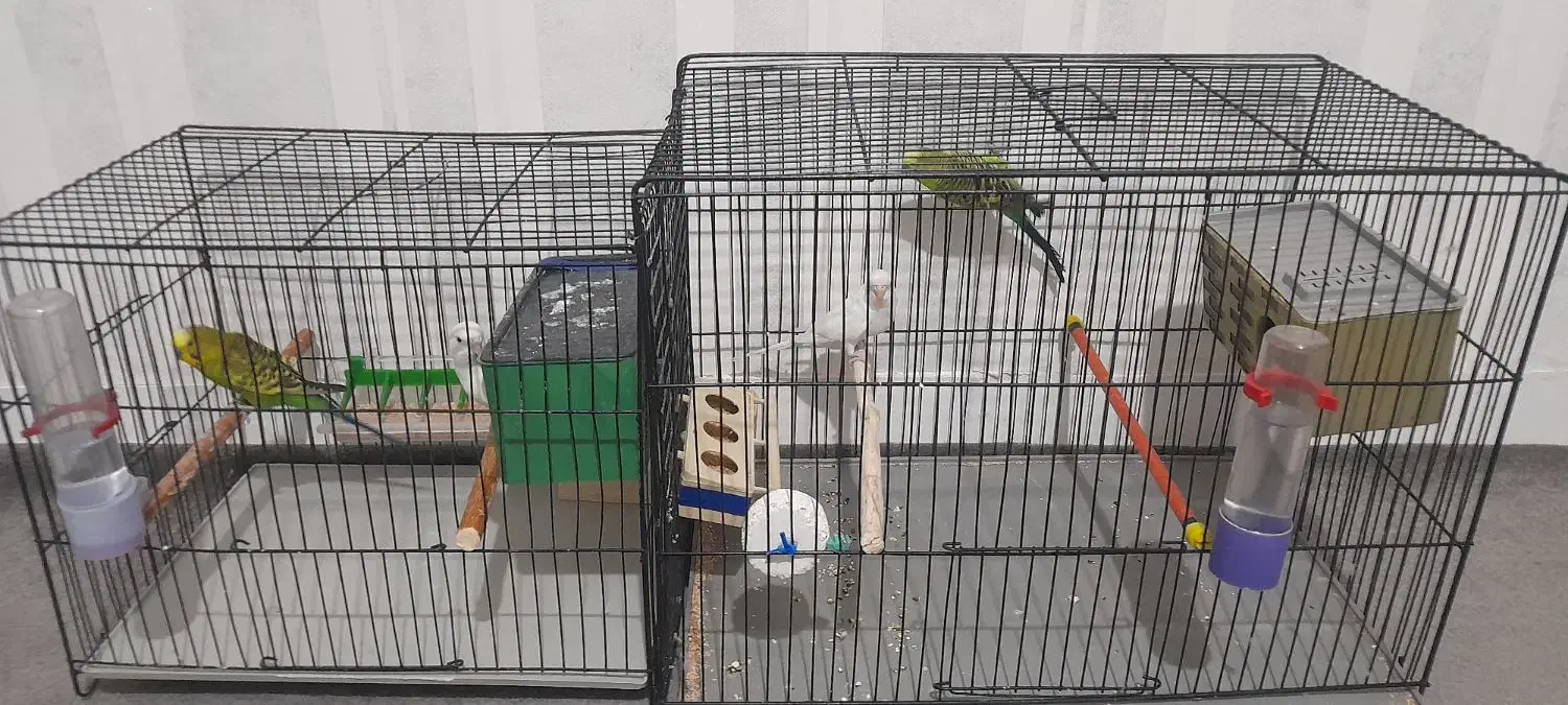 مرغ عشق . طوطی برزیلی . قفس|پرنده|مسجد سلیمان, |دیوار