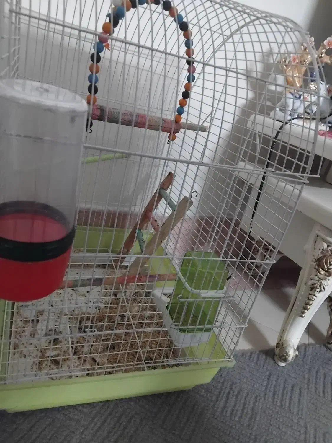 یک قفس عروس هلندی در حد نو|لوازم جانبی حیوانات|قم, بنیاد|دیوار