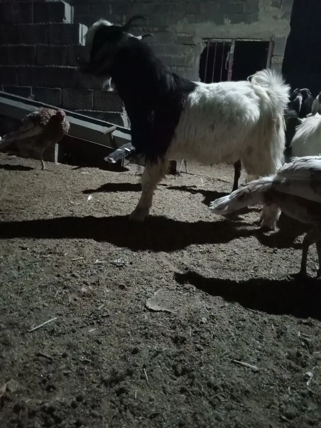 نربز|حیوانات مزرعه|رضویه, |دیوار