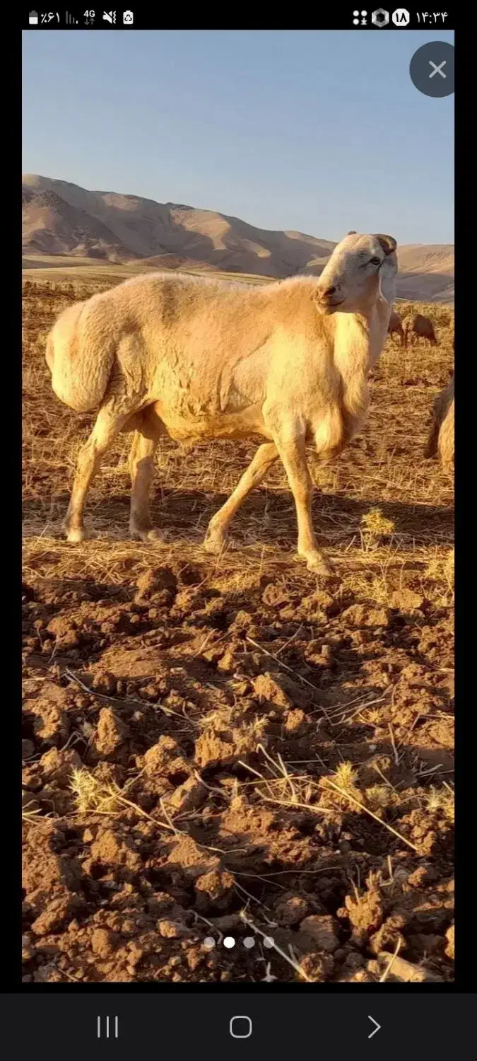 قوچ میش بز بره گاو گوساله|حیوانات مزرعه|بیستون, |دیوار