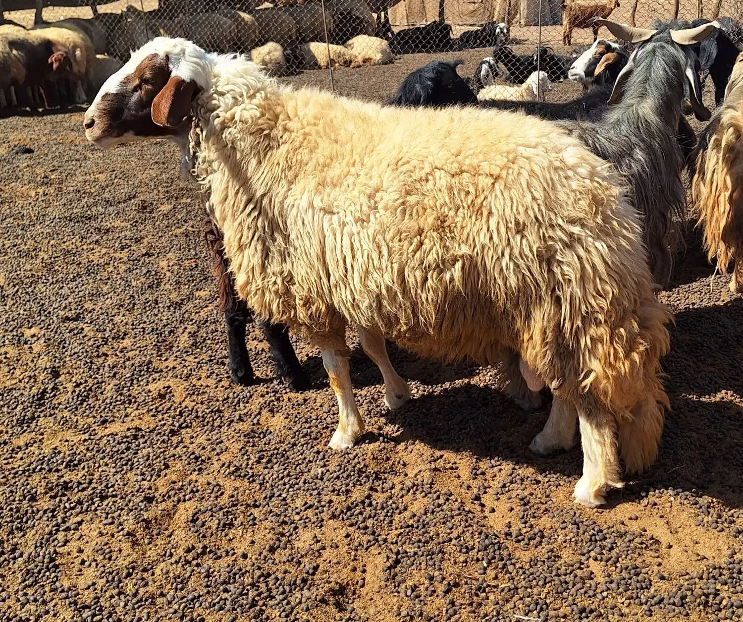 قوچ سنجابی|حیوانات مزرعه|اسلامآباد غرب, |دیوار