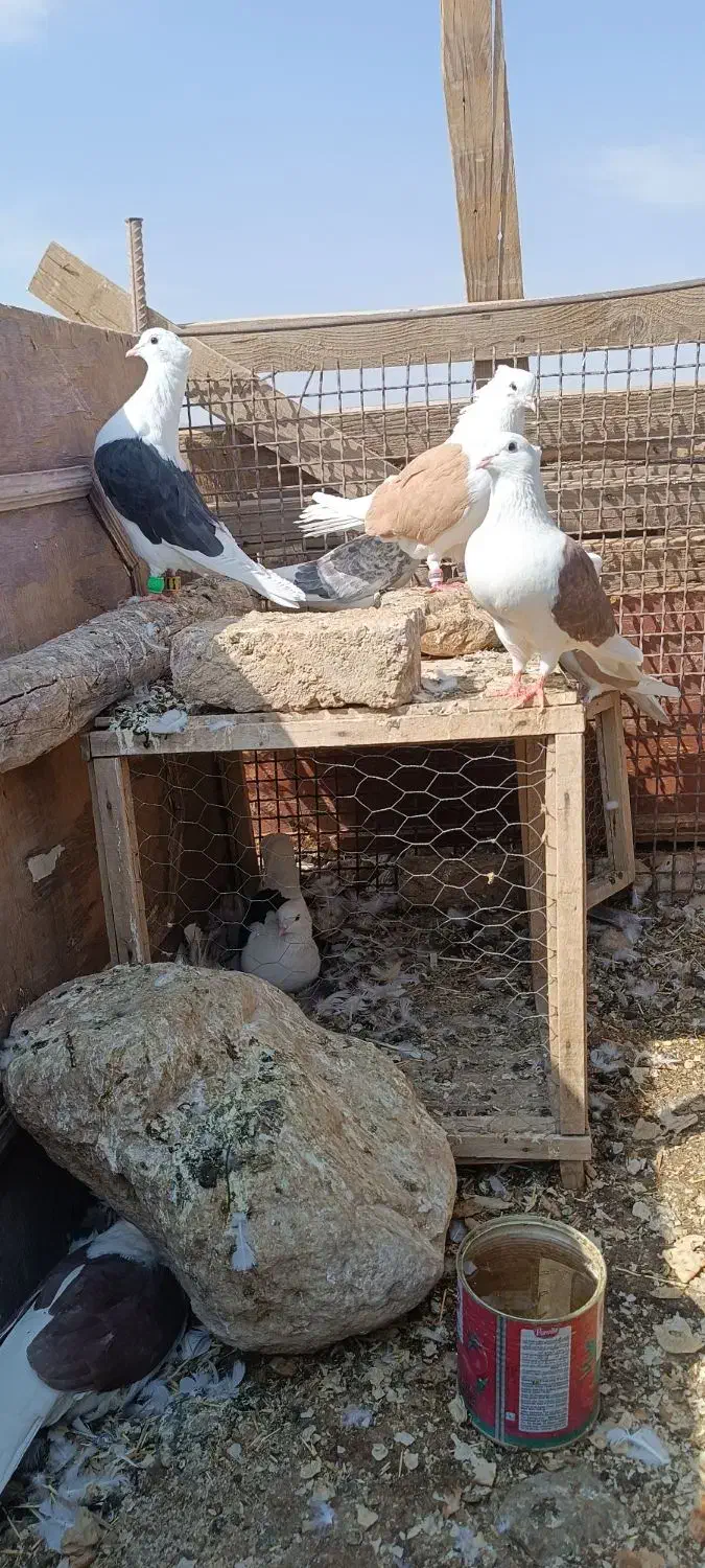 کبوتر دزدیده شده|حیوانات|ایوان, |دیوار