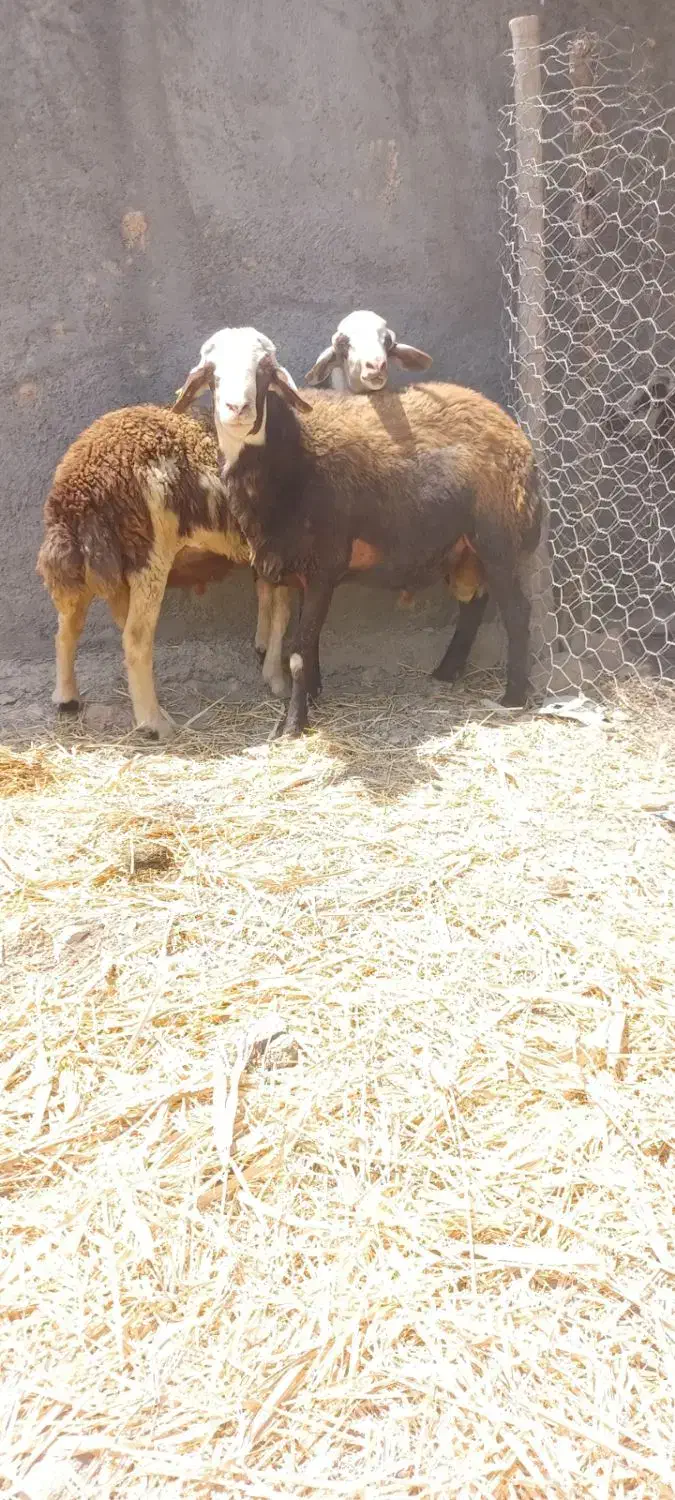 قوچ|حیوانات مزرعه|کوهدشت, |دیوار