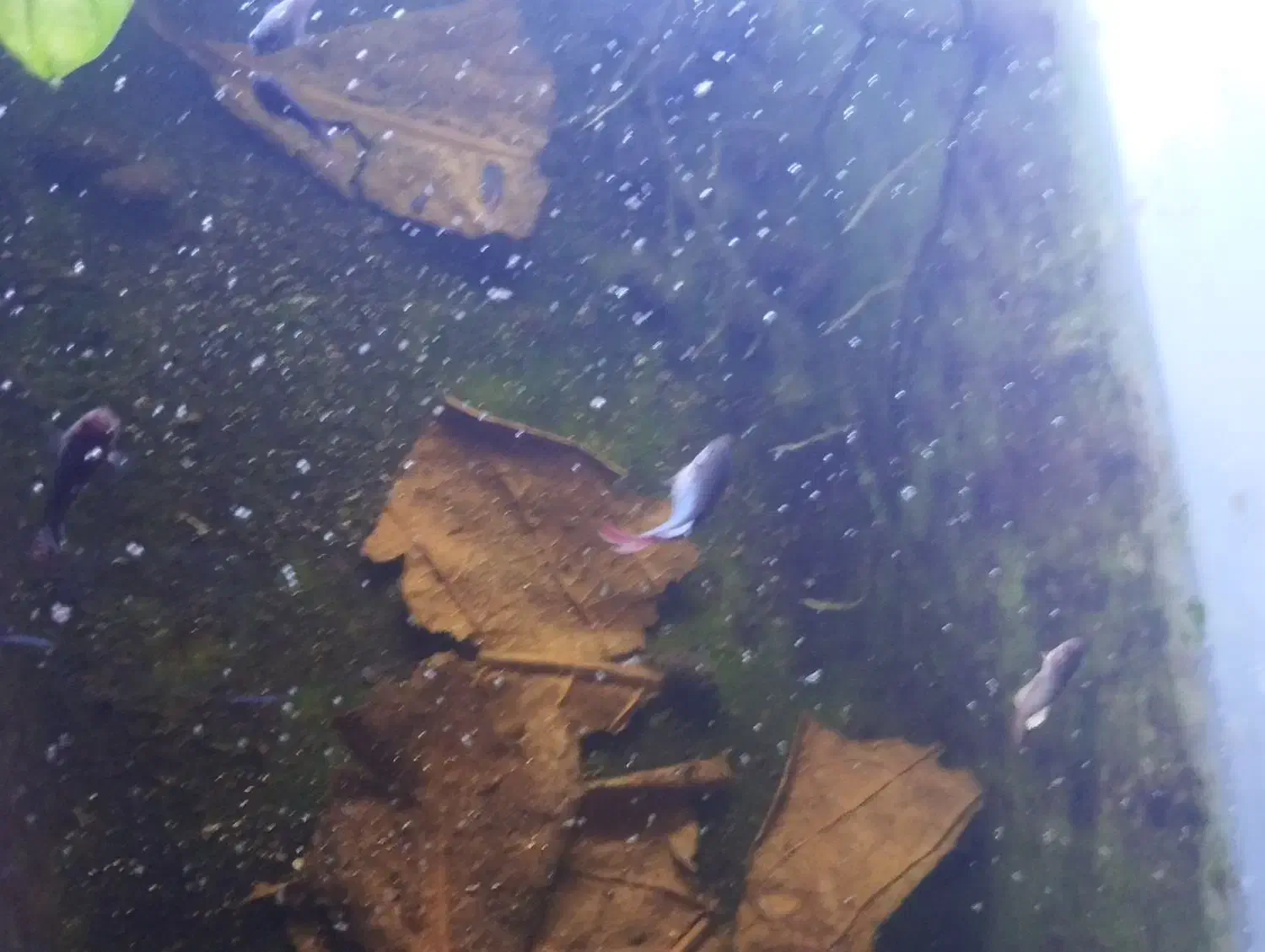 فایتر ماهی جنگجو  همراه بچه هایش|ماهی|شاهین‌شهر, خانه کارگر|دیوار