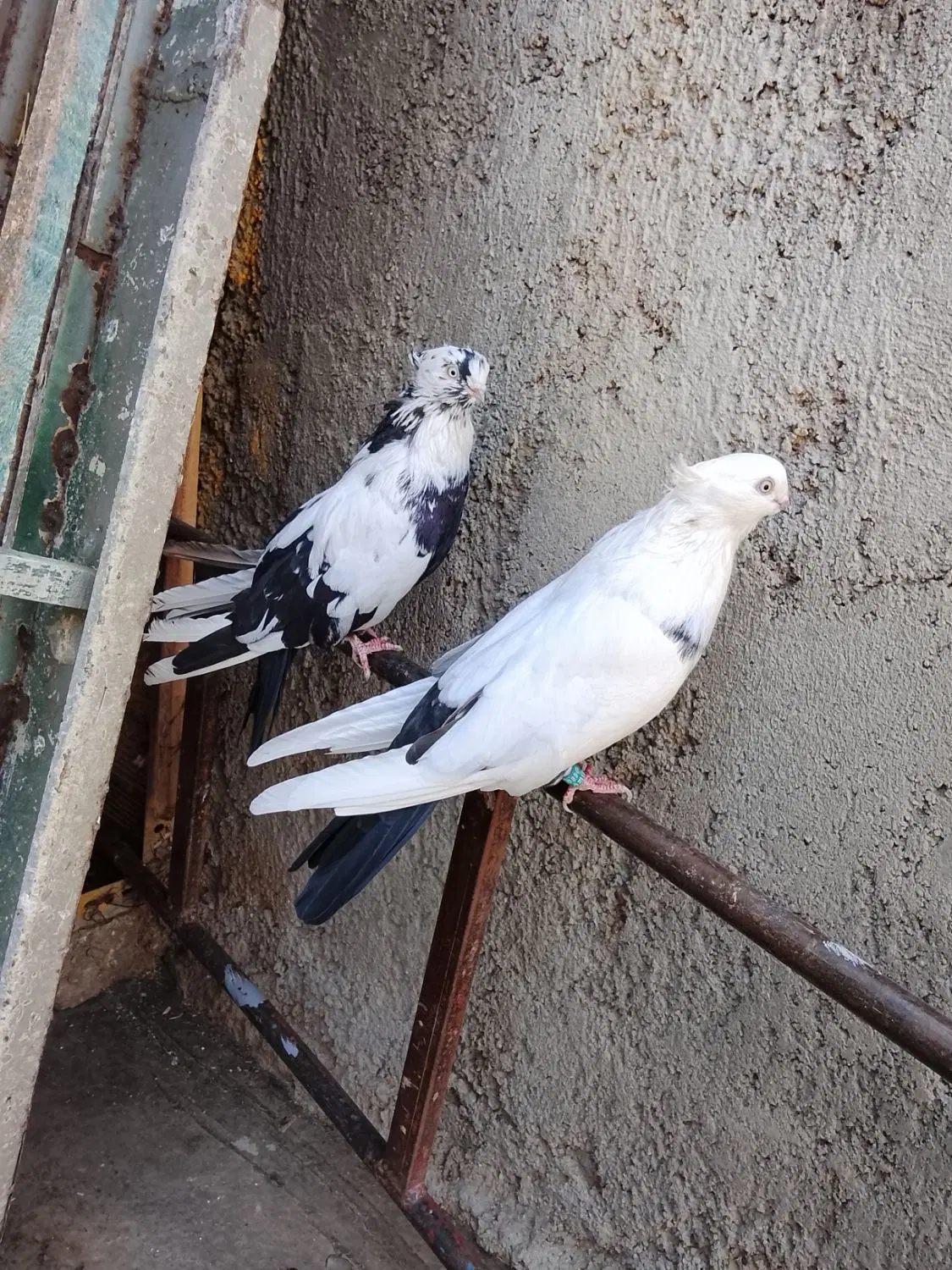 دمبی|پرنده|میانه, |دیوار