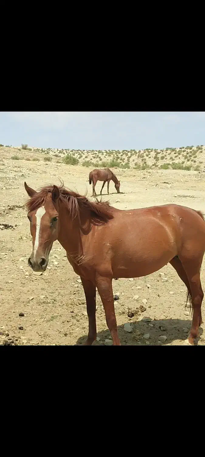 مادیان فروشی|اسب و تجهیزات اسبسواری|کلاشی, |دیوار