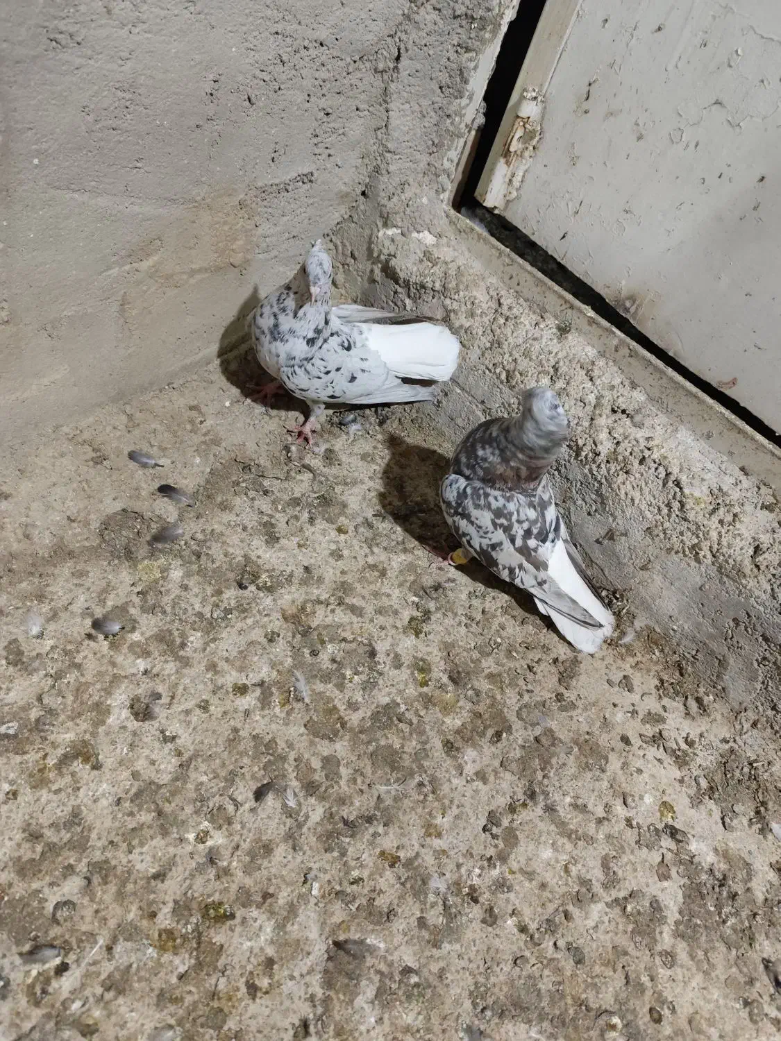 کبوتر کوهی دم سفید در سوسنگرد|پرنده|سوسنگرد, |دیوار