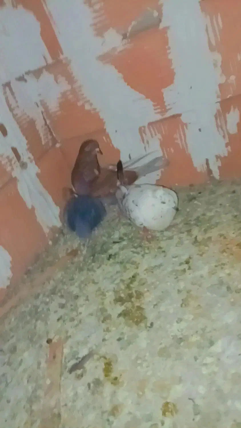 کبوتر|پرنده|گرگان, |دیوار