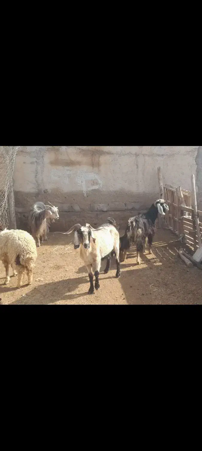 بره نر وماده گوسفند بز|حیوانات مزرعه|کرخه, |دیوار