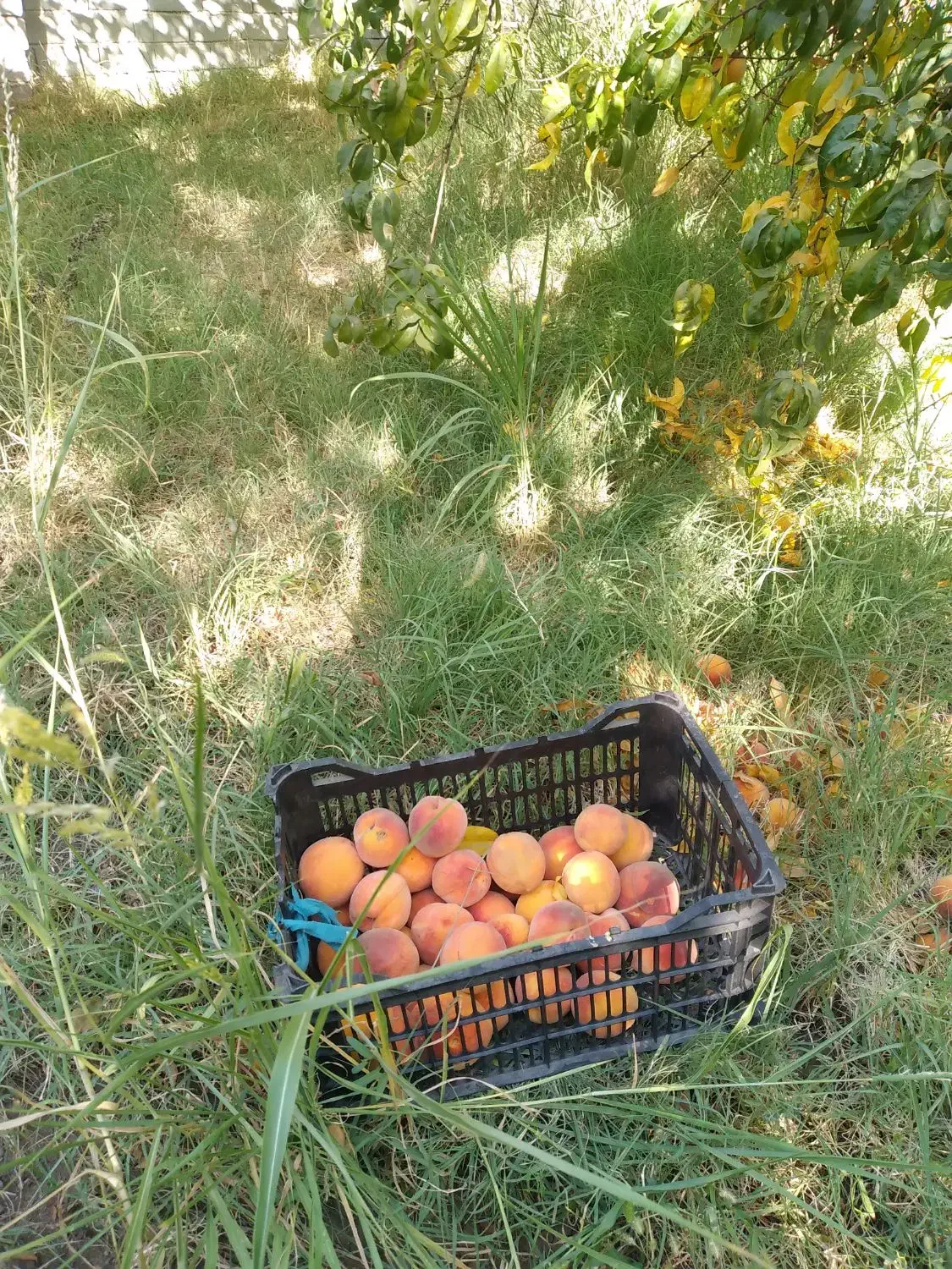 باغ فروشی|فروش دفتر صنعتی، کشاورزی، تجاری|الشتر, |دیوار