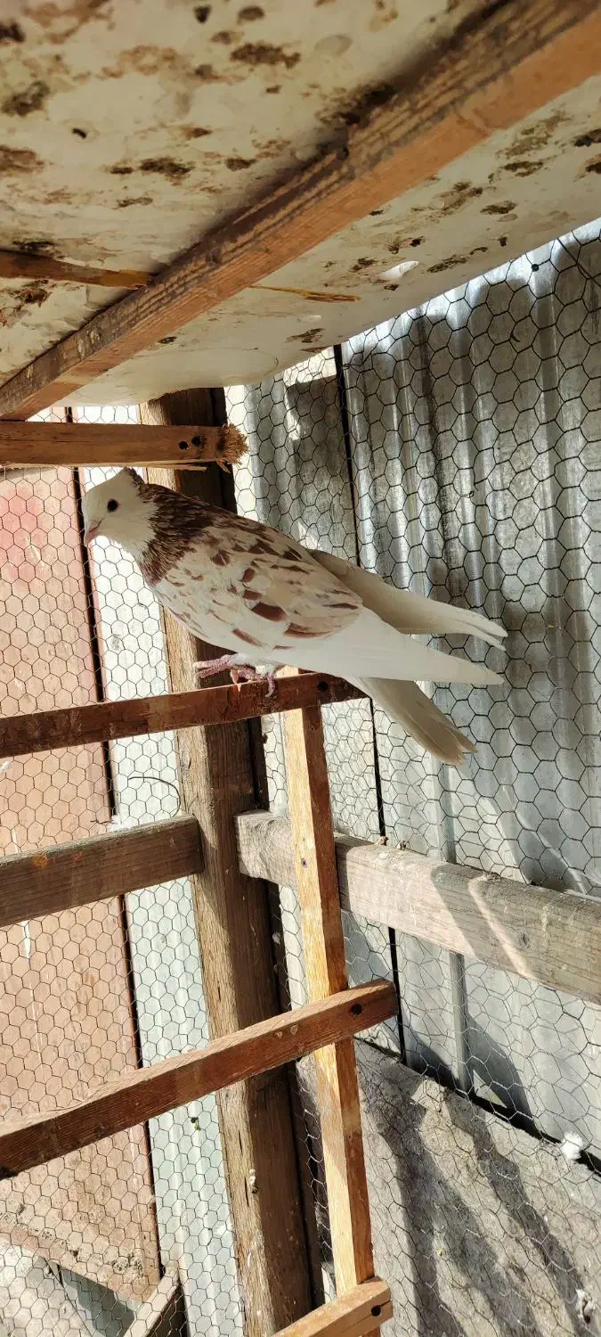 کفترسرور گنجه|پرنده|تهران, مشیریه|دیوار