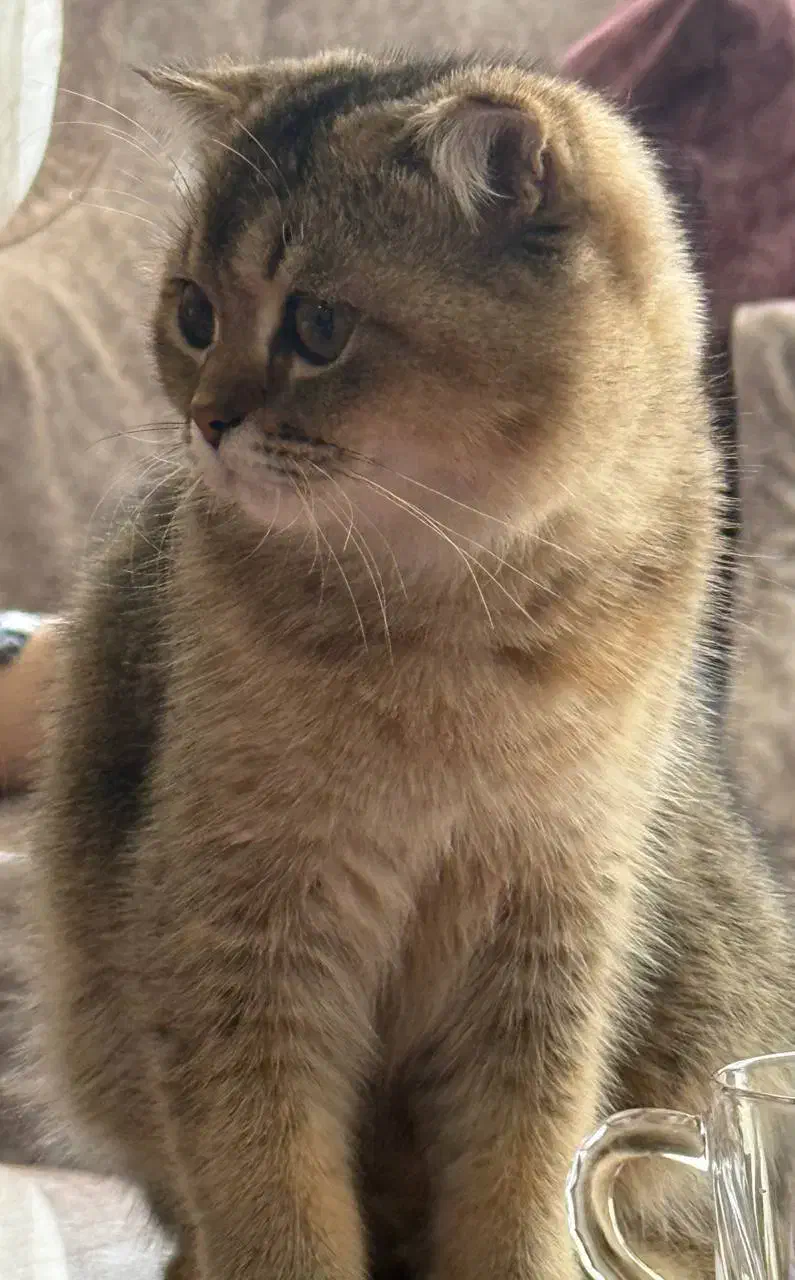 پت خوانگی گربه بیریتیش واسکاتیش|گربه|کرج, برغان|دیوار