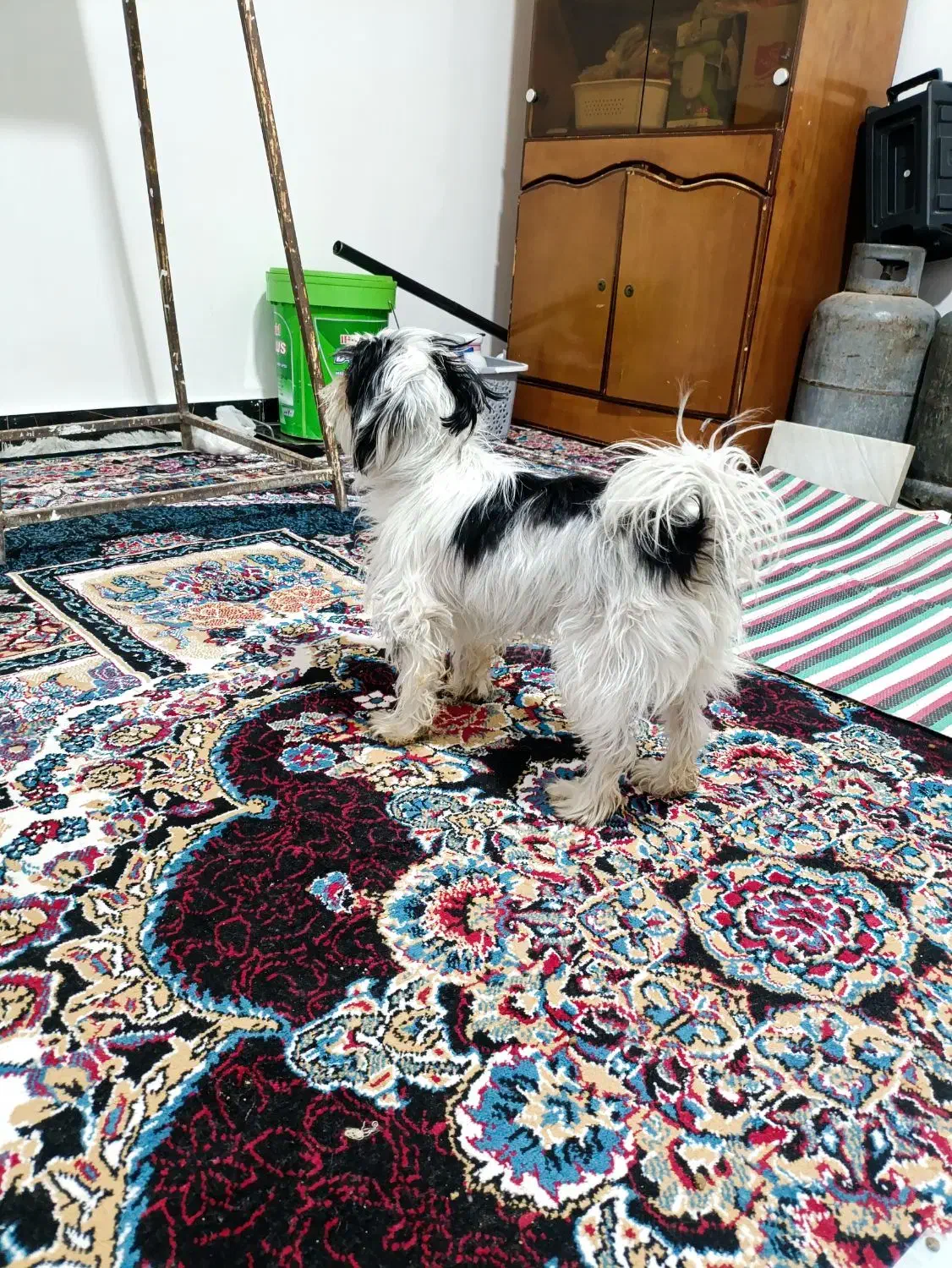 شیتزو ماده|سگ|چرداول, |دیوار