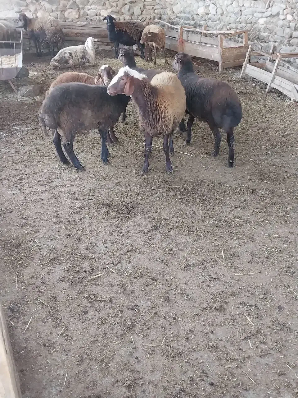 بره نر درجه یک|حیوانات مزرعه|گلوگاه, |دیوار